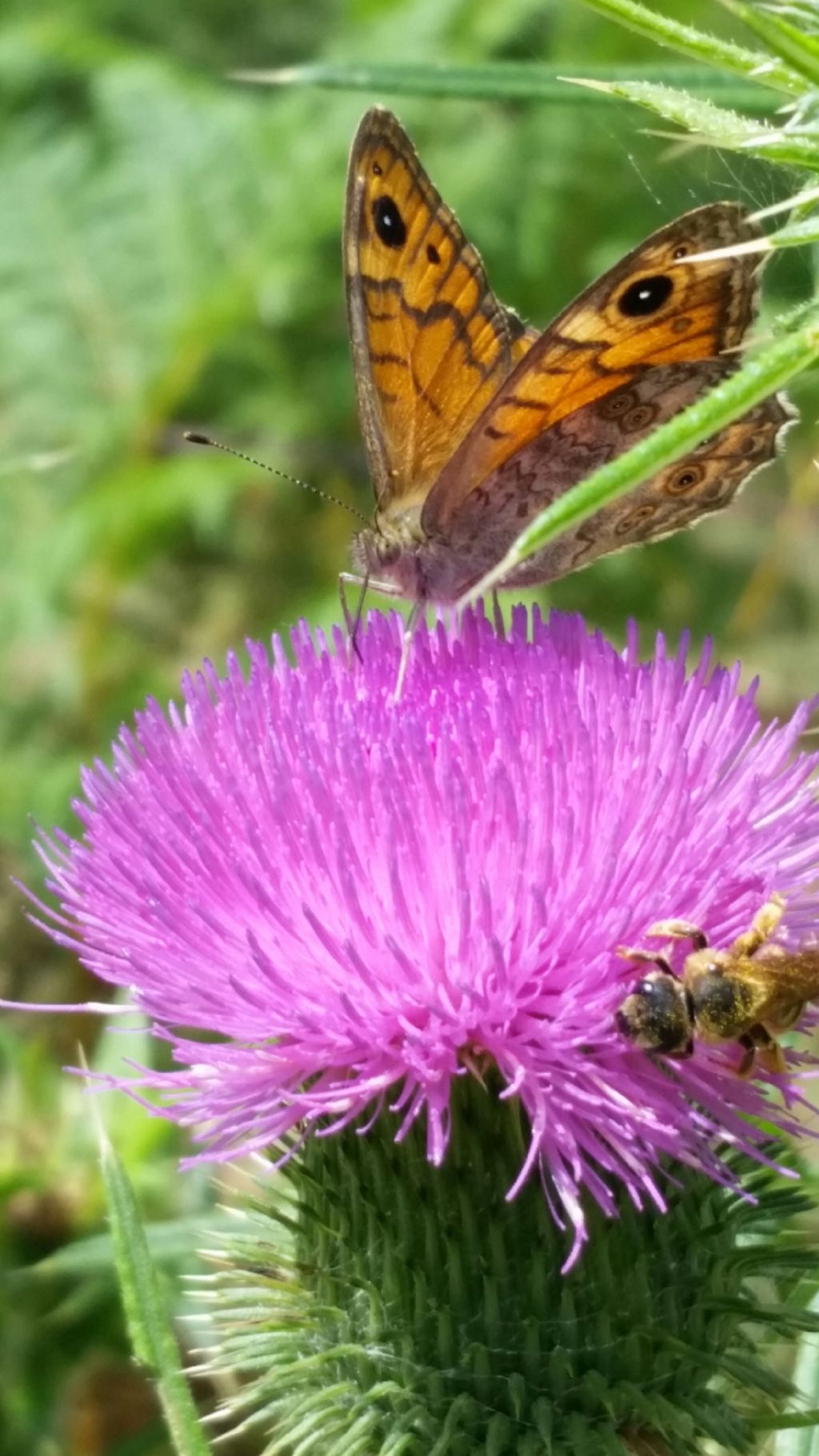 Che farfalla  4? Lasiommata megera - Nymphalidae